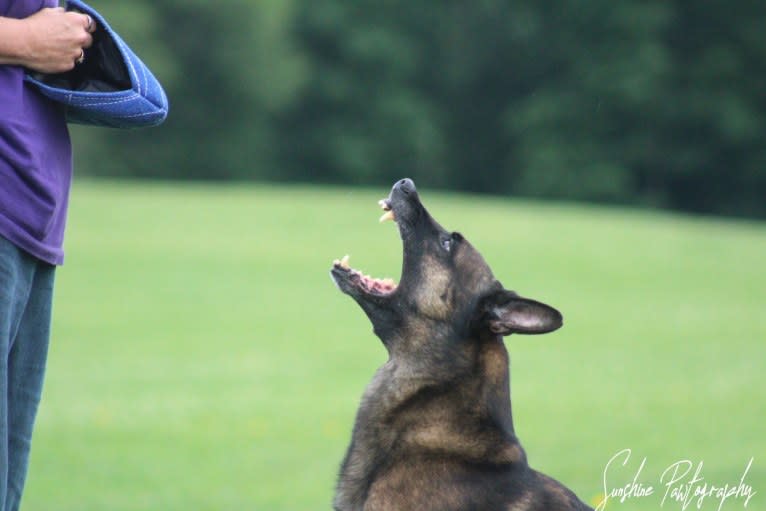 Magnum, a Belgian Shepherd tested with EmbarkVet.com