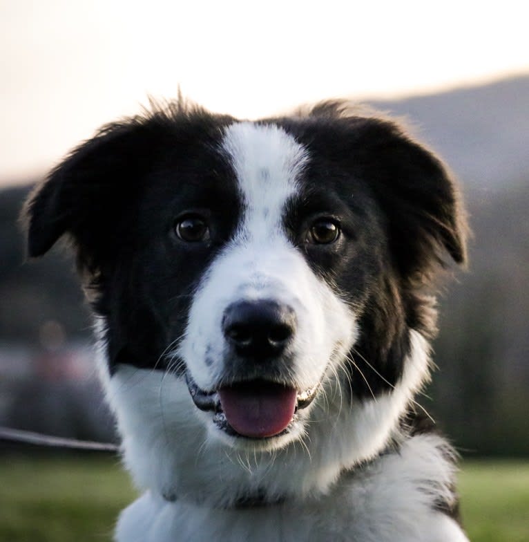 Wesley, an American Pit Bull Terrier and Golden Retriever mix tested with EmbarkVet.com