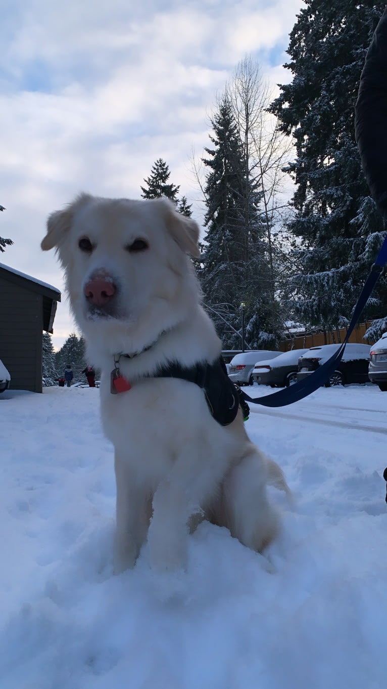 Koa, a Siberian Husky and Golden Retriever mix tested with EmbarkVet.com