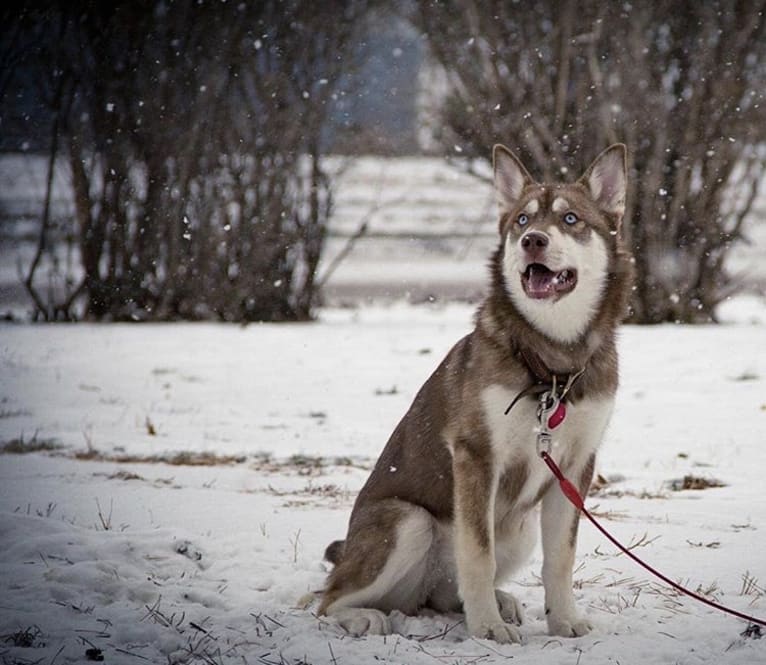 Asha, a Siberian Husky and German Shepherd Dog mix tested with EmbarkVet.com