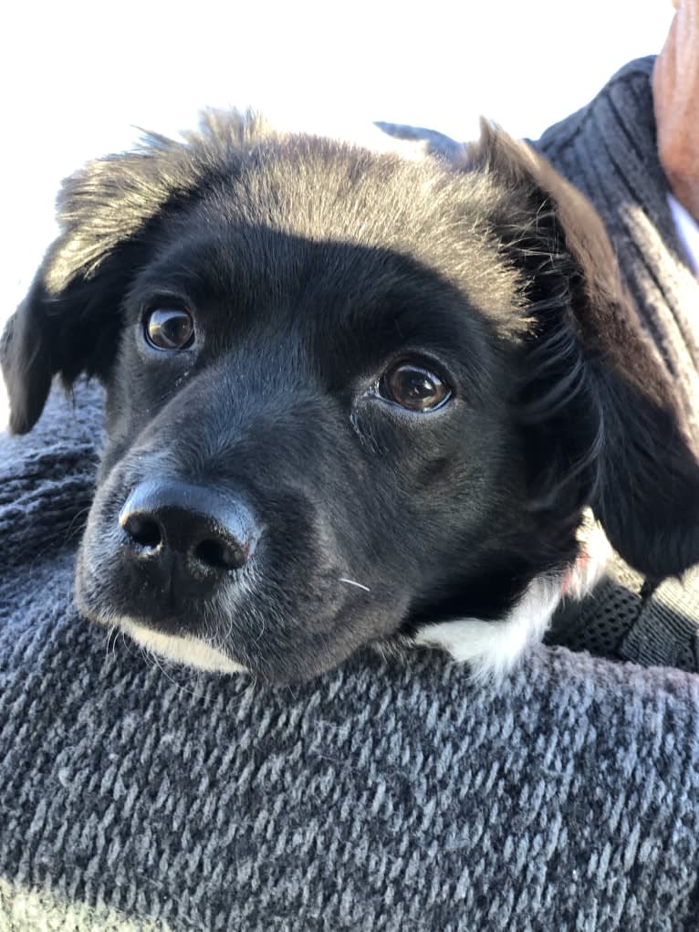 Violet Rose, a Cocker Spaniel and Poodle (Small) mix tested with EmbarkVet.com