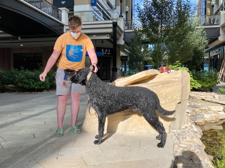 Hubble, a Curly-Coated Retriever tested with EmbarkVet.com