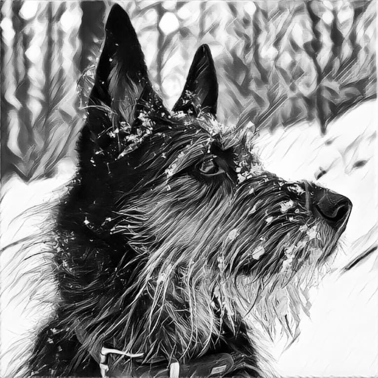 Shakedown, a Siberian Husky and German Shepherd Dog mix tested with EmbarkVet.com