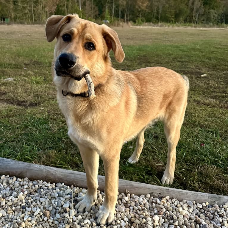 Maverick, a Great Pyrenees and German Shepherd Dog mix tested with EmbarkVet.com