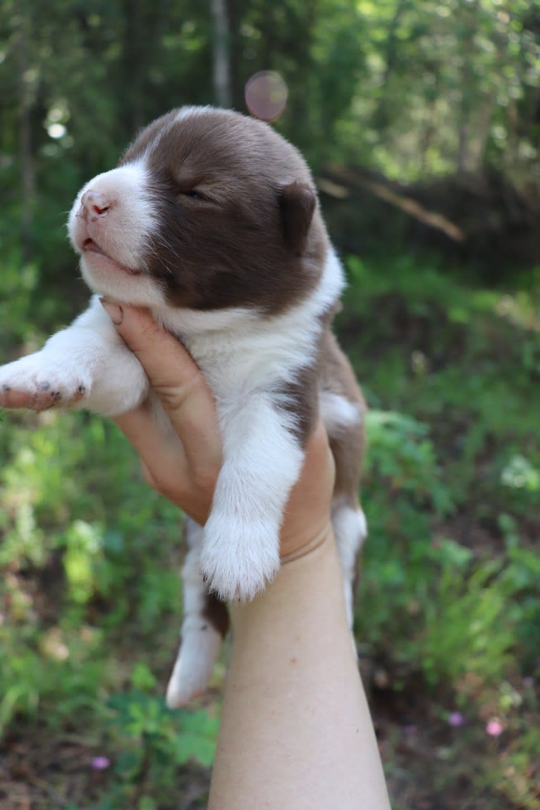 Apollos, a Canadian Eskimo Dog tested with EmbarkVet.com