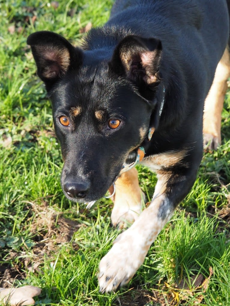 Noosa, an Australian Cattle Dog and German Shepherd Dog mix tested with EmbarkVet.com