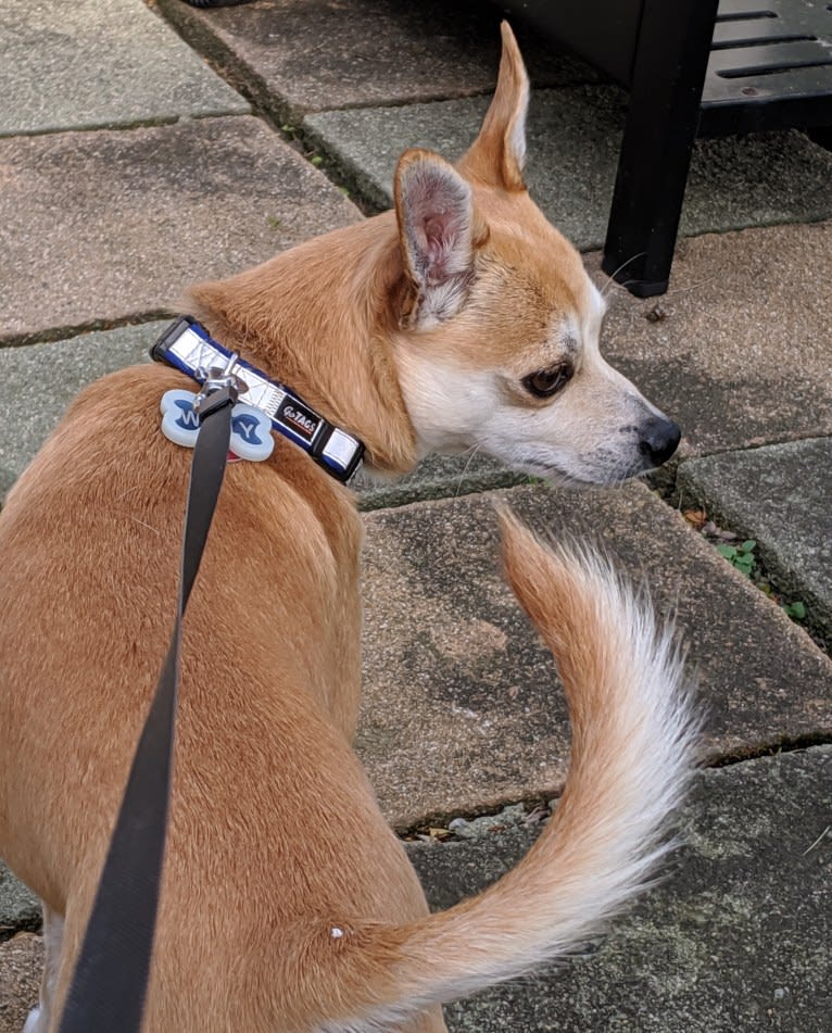 Wally, a Chihuahua and Pomeranian mix tested with EmbarkVet.com