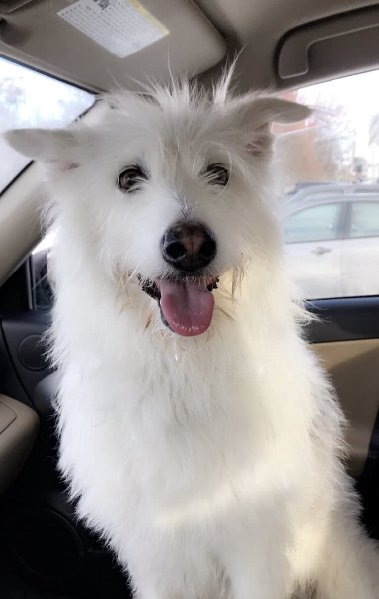 Sweetie Pellumbi, a Siberian Husky and Alaskan-type Husky mix tested with EmbarkVet.com