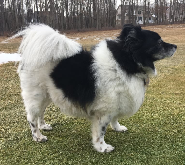 Piper, an American Eskimo Dog and Pomeranian mix tested with EmbarkVet.com