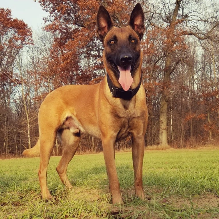 Pastis, a Belgian Shepherd tested with EmbarkVet.com