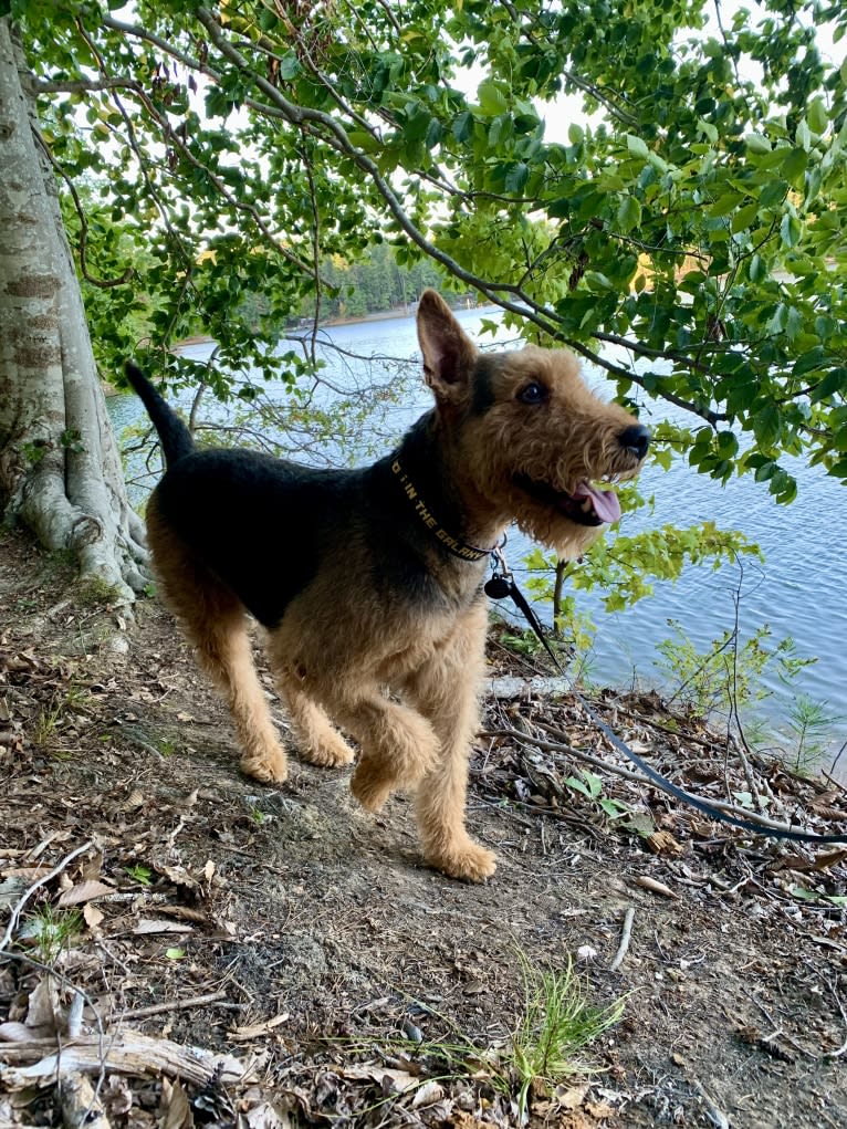 Ares, an Airedale Terrier tested with EmbarkVet.com