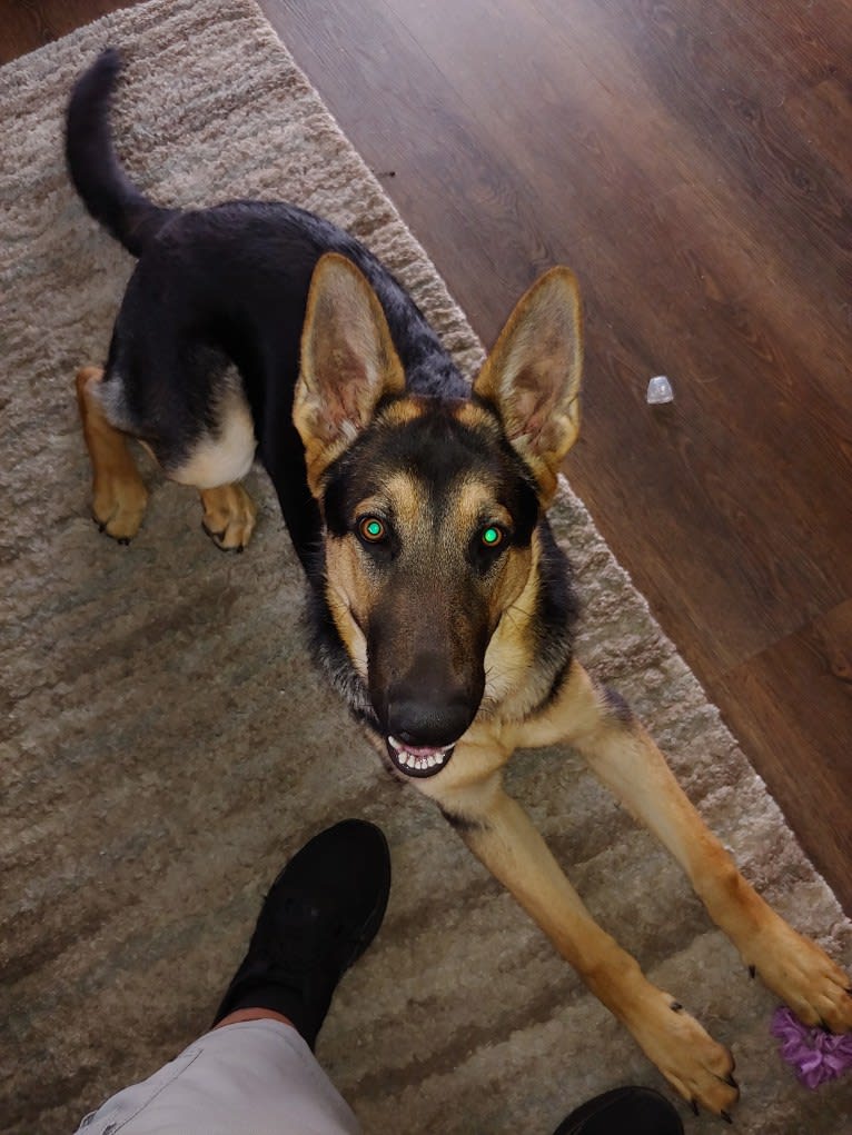 Zero, a German Shepherd Dog tested with EmbarkVet.com