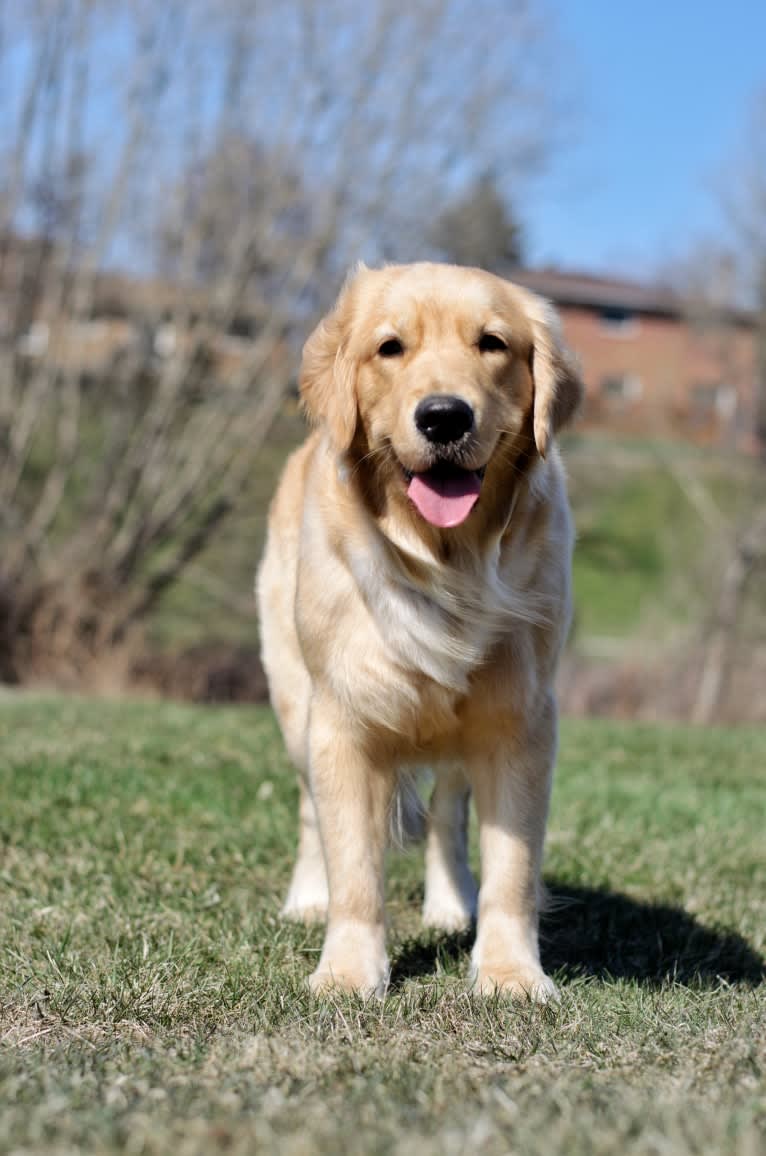 Alita, a Golden Retriever tested with EmbarkVet.com