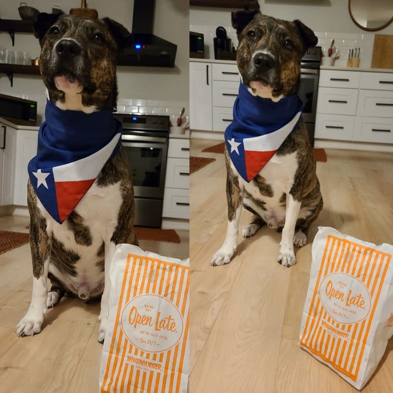 Latke, an American Pit Bull Terrier and Australian Cattle Dog mix tested with EmbarkVet.com