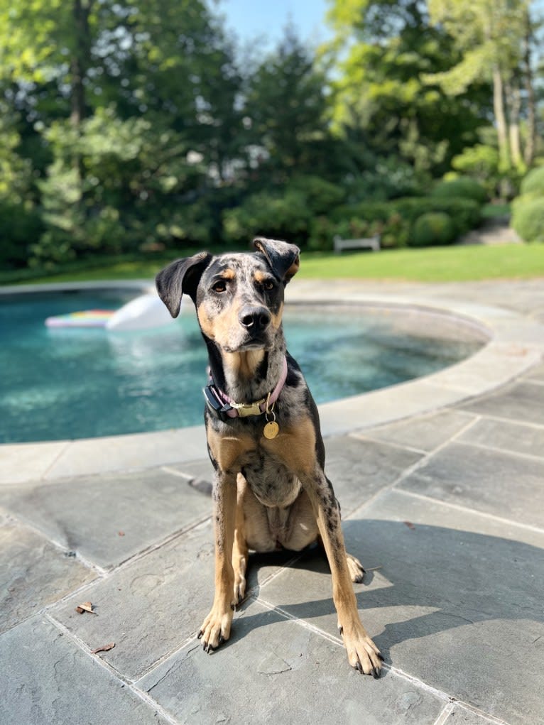 Zoey, a Labrador Retriever and German Shepherd Dog mix tested with EmbarkVet.com