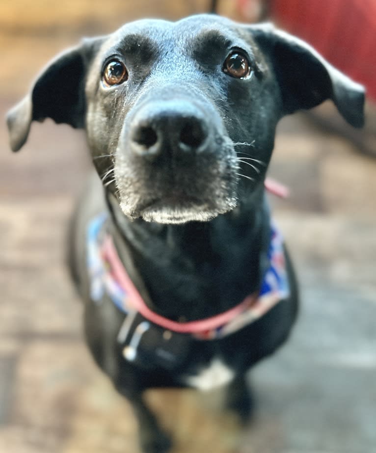 Sirius (Siri), a Labrador Retriever and Staffordshire Terrier mix tested with EmbarkVet.com