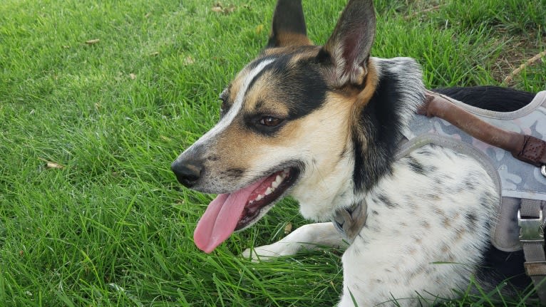 Rose, an Australian Cattle Dog and Australian Shepherd mix tested with EmbarkVet.com
