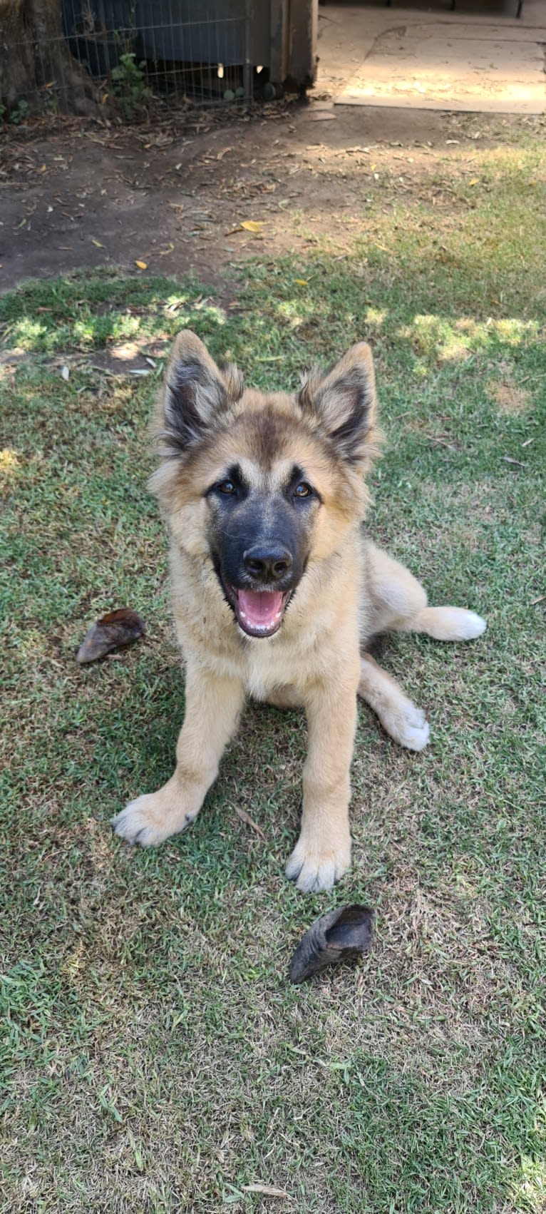 Tinos, a German Shepherd Dog and Alaskan Malamute mix tested with EmbarkVet.com