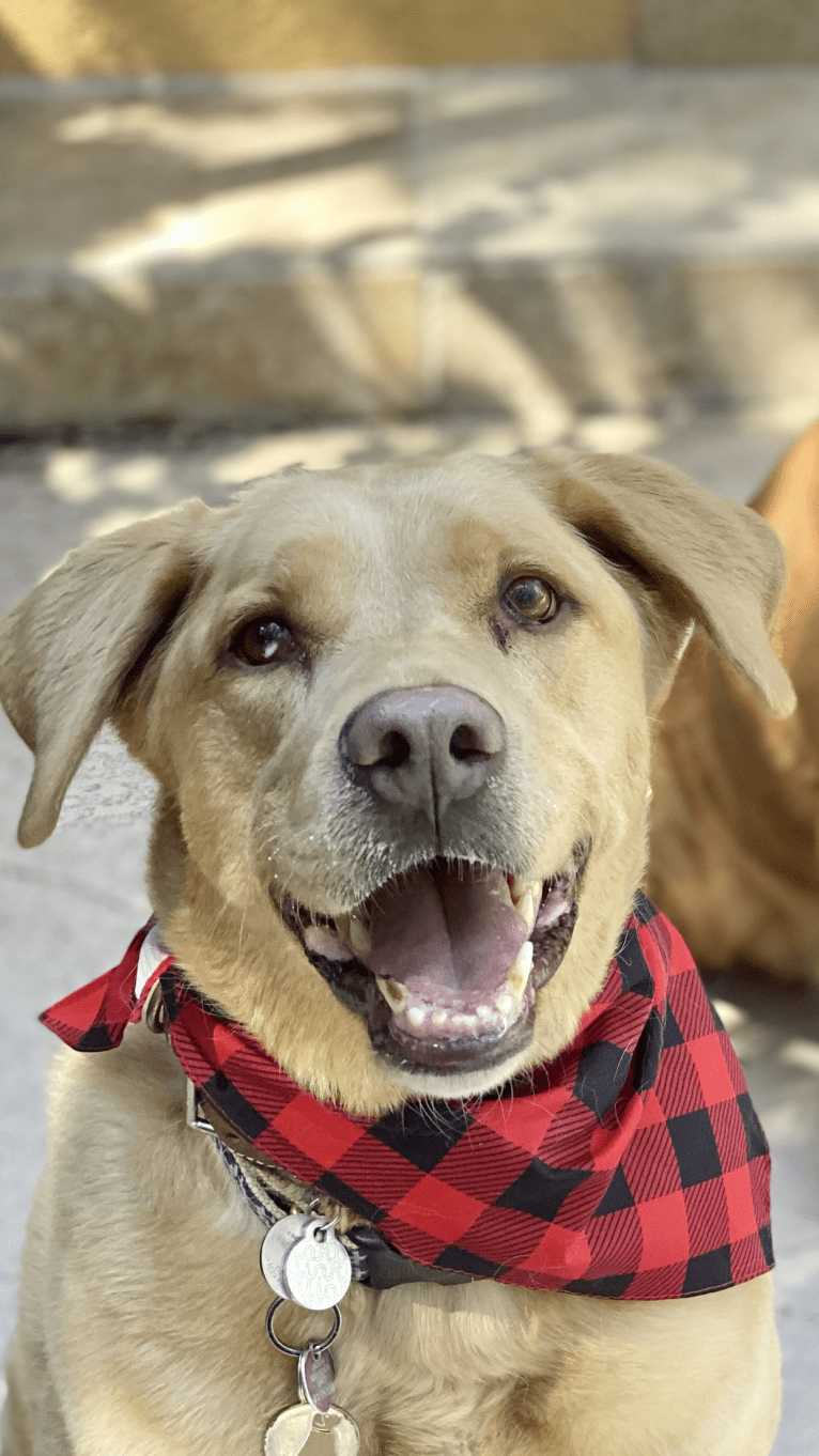 Diego, a Labrador Retriever and Siberian Husky mix tested with EmbarkVet.com