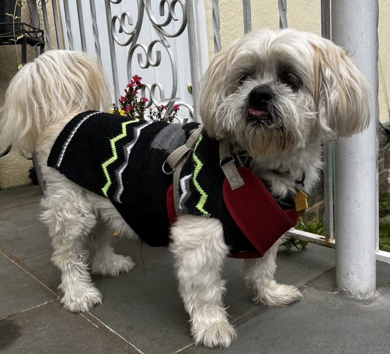 Nemo, a Lhasa Apso tested with EmbarkVet.com