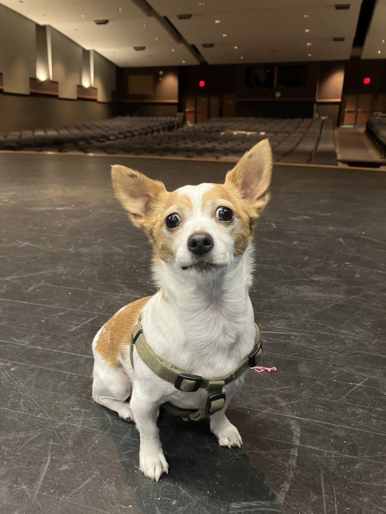 Daisy, a Chihuahua and Rat Terrier mix tested with EmbarkVet.com