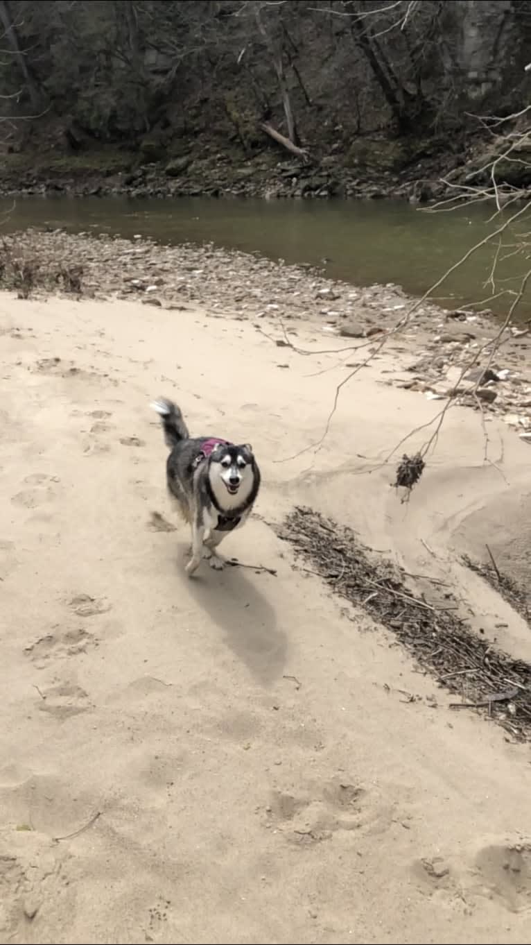 May, an Alaskan Klee Kai and Shiba Inu mix tested with EmbarkVet.com