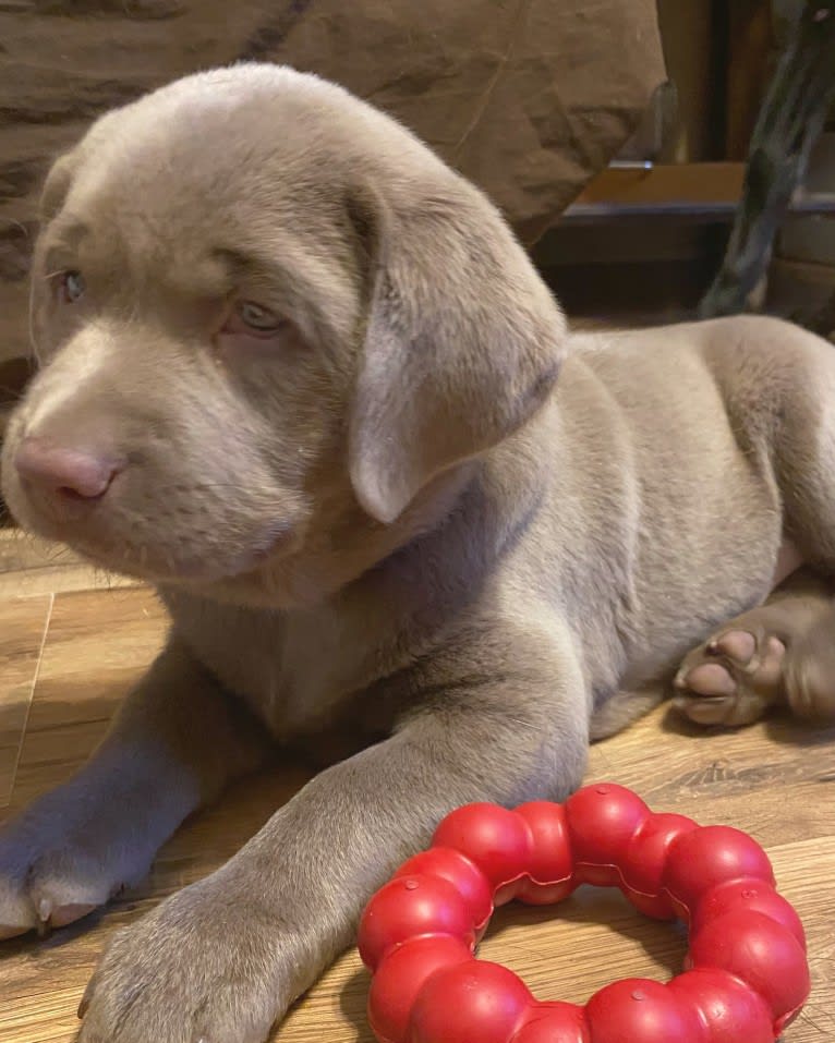 Uncanny Silver Havok, a Labrador Retriever tested with EmbarkVet.com