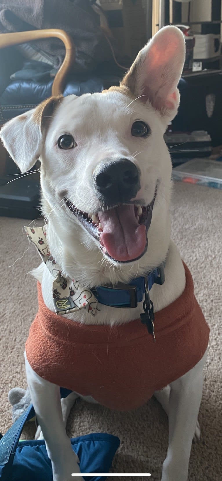 Pete, a Rat Terrier and American Pit Bull Terrier mix tested with EmbarkVet.com