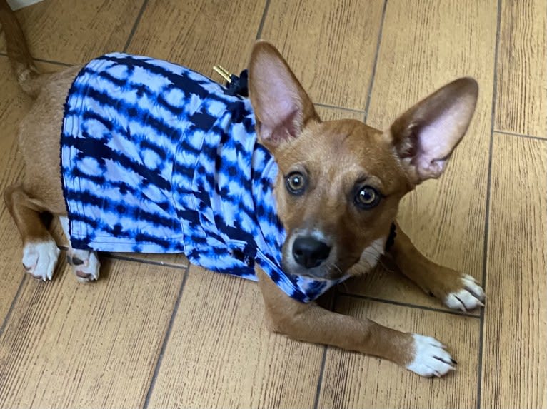 Scarlet, an Australian Cattle Dog and Chihuahua mix tested with EmbarkVet.com