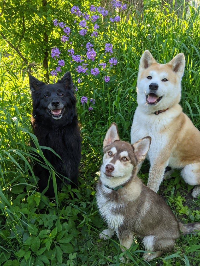 Gambit, a Siberian Husky and Australian Shepherd mix tested with EmbarkVet.com