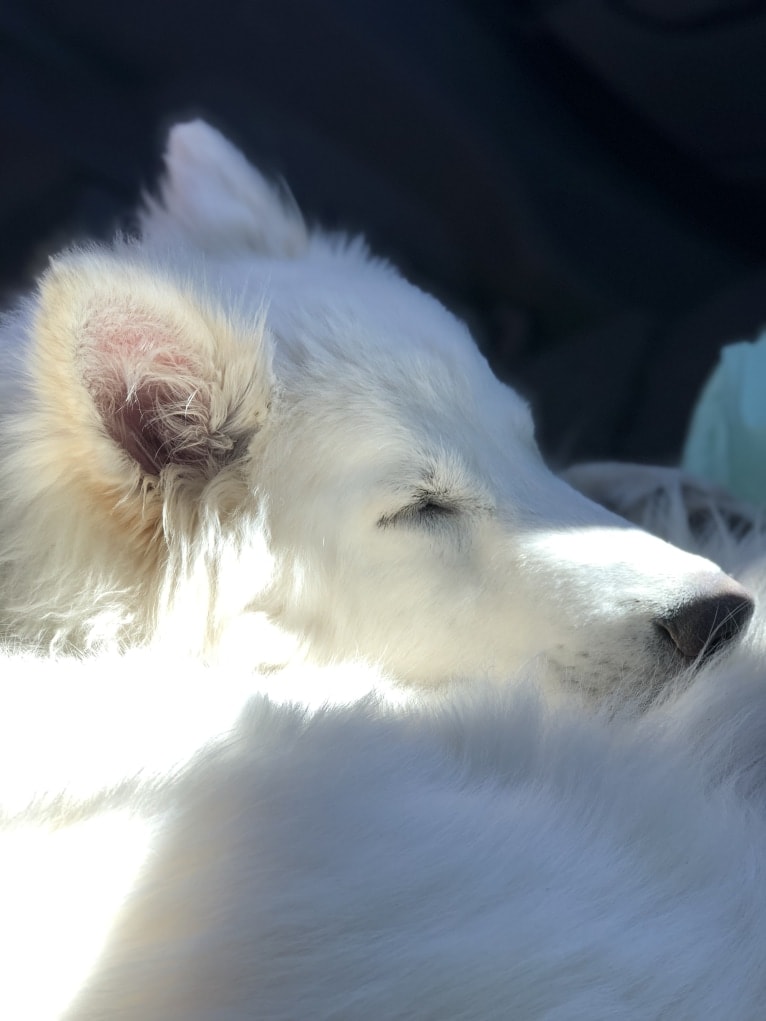 Photo of Ban, a Siberian Husky, German Shepherd Dog, Alaskan Malamute, and Samoyed mix in Corona, CA, USA