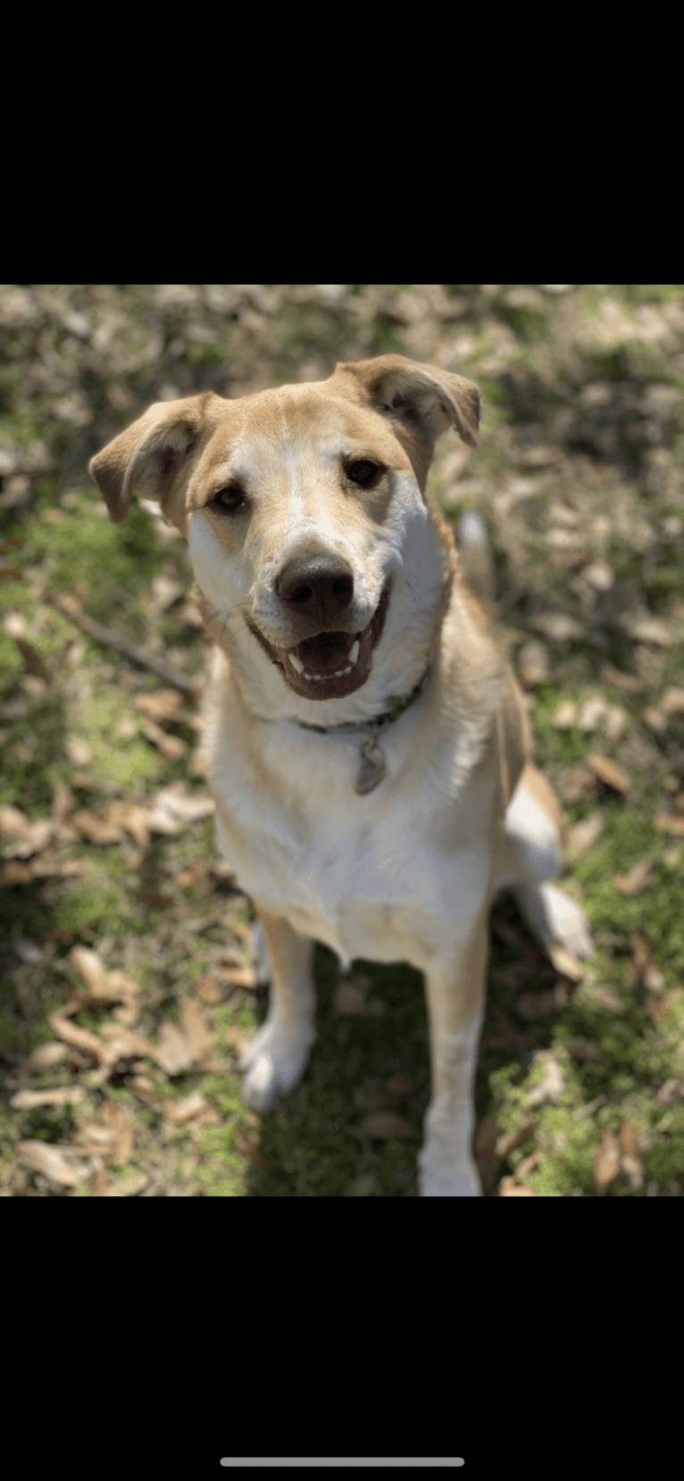 Peach, an Australian Shepherd and Great Pyrenees mix tested with EmbarkVet.com