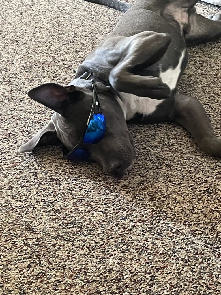 Oliver, an American Pit Bull Terrier tested with EmbarkVet.com