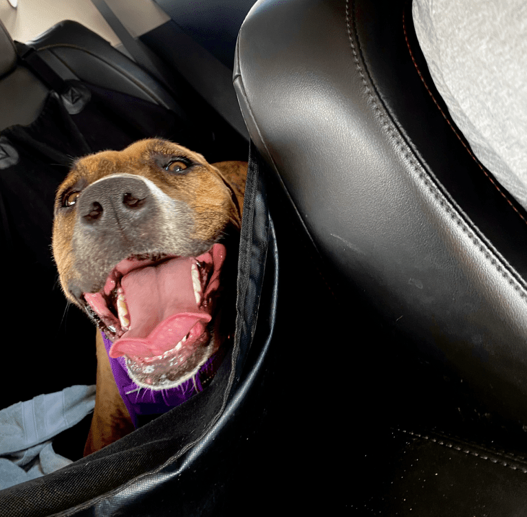 Lola, a Boxer and Labrador Retriever mix tested with EmbarkVet.com