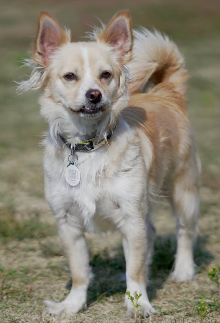 Nick, a Chihuahua and Poodle (Small) mix tested with EmbarkVet.com