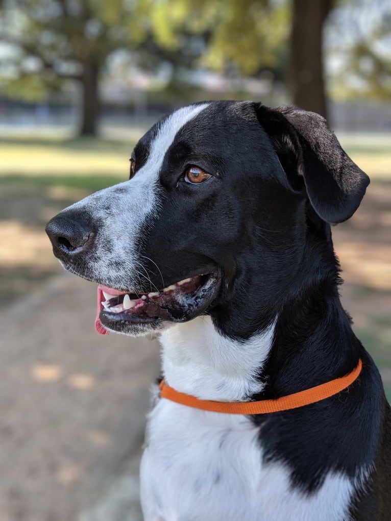Ned, a Great Pyrenees and Australian Cattle Dog mix tested with EmbarkVet.com