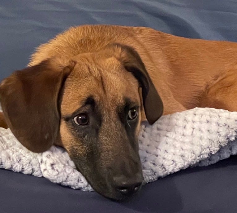 Roux, a Belgian Malinois and Beagle mix tested with EmbarkVet.com