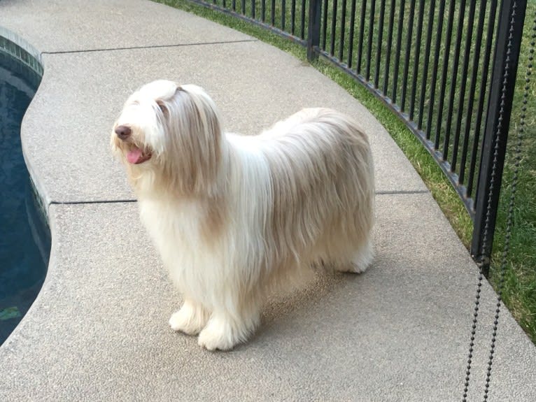 Spindrift Love Takes Wing, a Bearded Collie tested with EmbarkVet.com