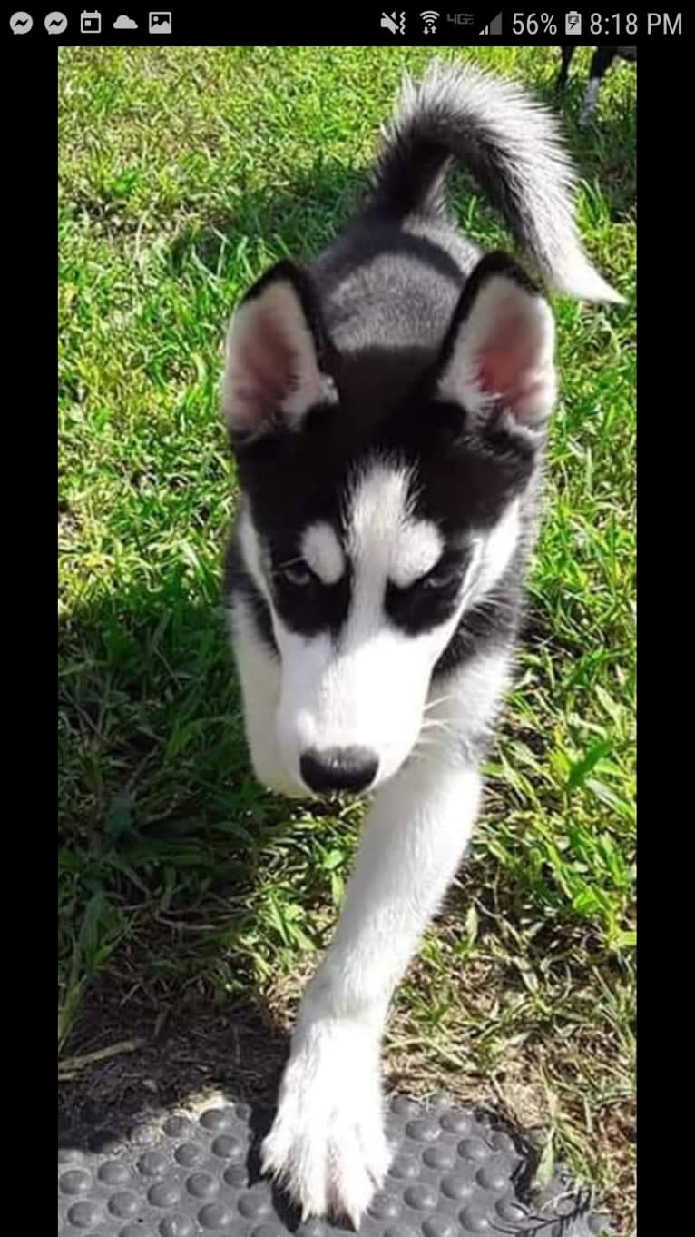 Haiku, a Siberian Husky tested with EmbarkVet.com