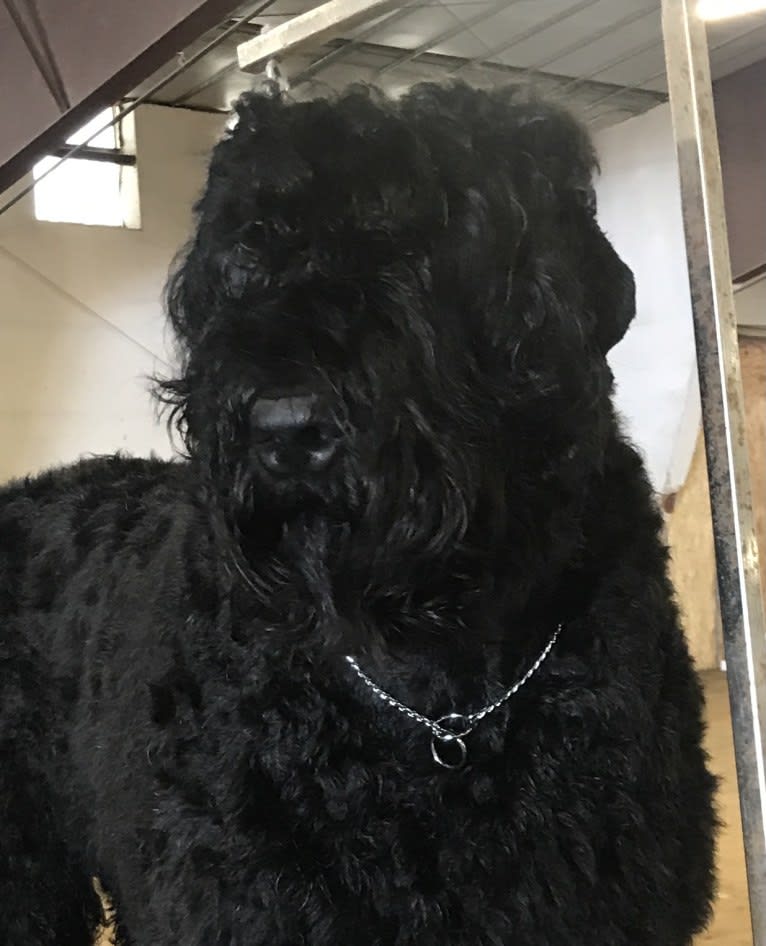 Greg, a Black Russian Terrier tested with EmbarkVet.com