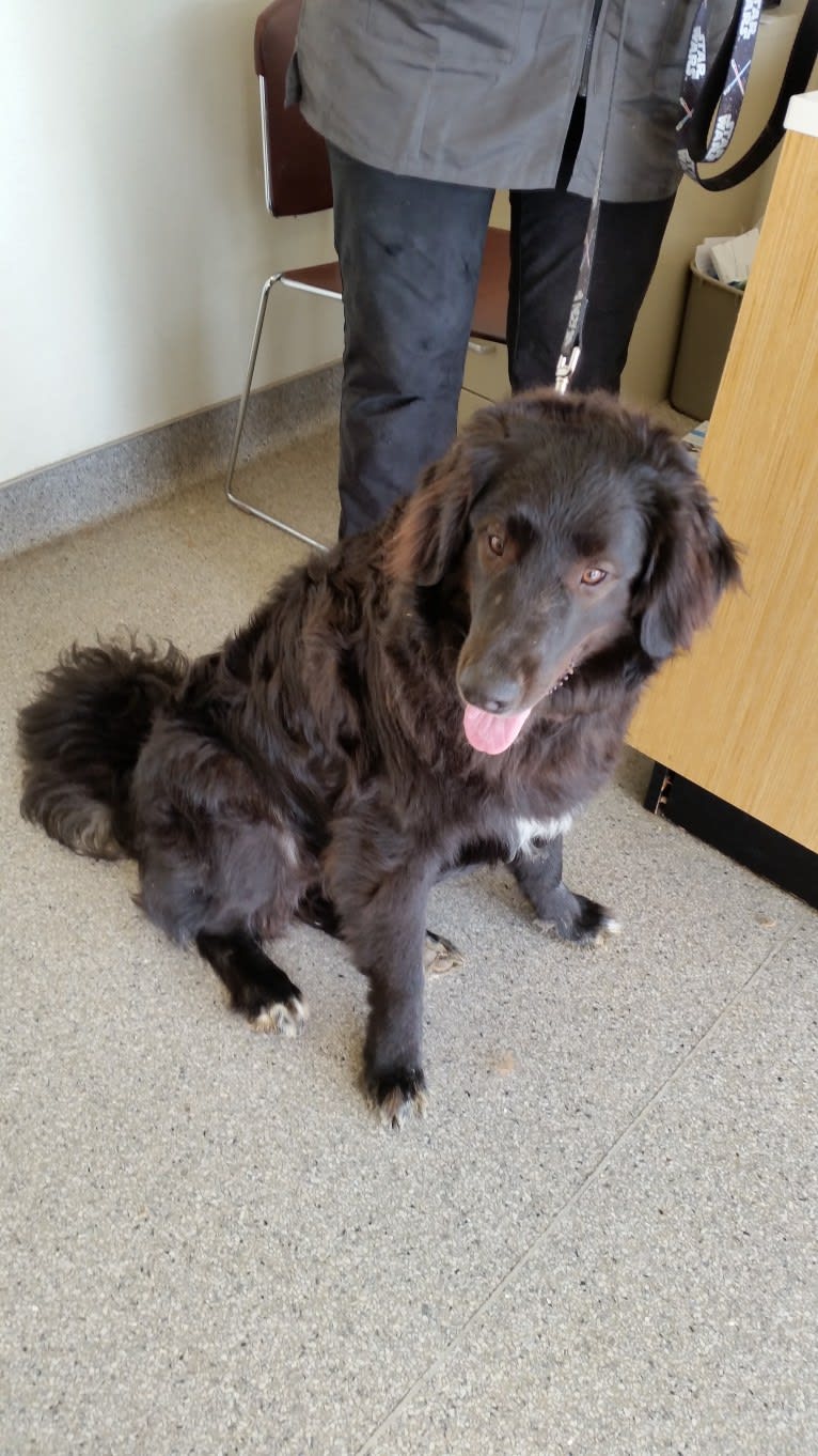 Charlie Brown Daily, a Golden Retriever and Akita mix tested with EmbarkVet.com