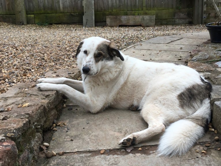 Jessie, an Eastern European Village Dog and Sarplaninac mix tested with EmbarkVet.com