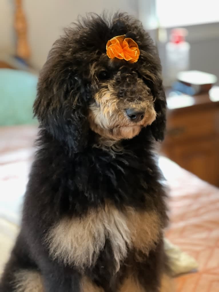Stevie, a Poodle tested with EmbarkVet.com