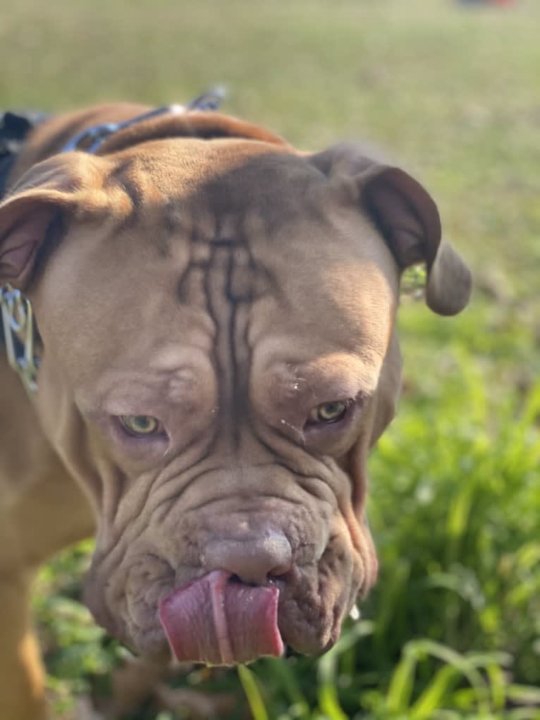 Simba, an American Pit Bull Terrier and American Bulldog mix tested with EmbarkVet.com