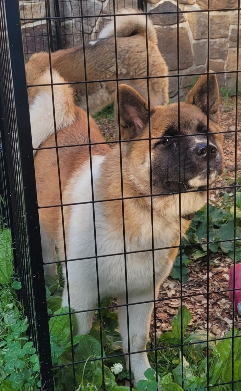 Geena, an Akita tested with EmbarkVet.com