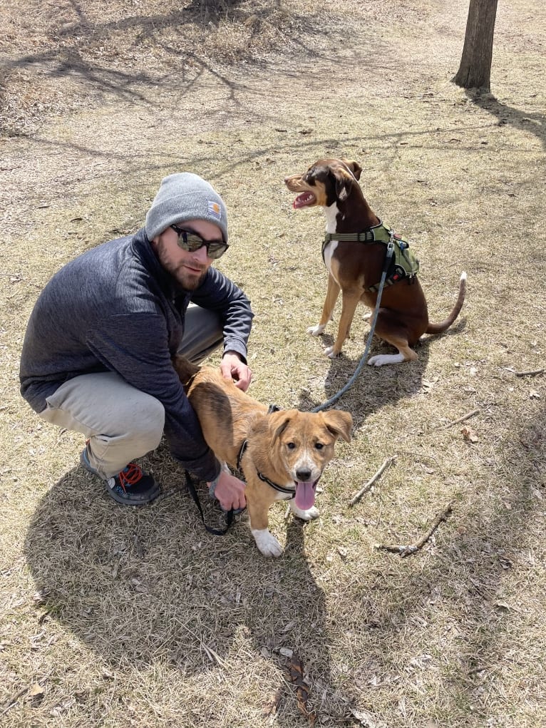 Willow, an Australian Cattle Dog and Boxer mix tested with EmbarkVet.com