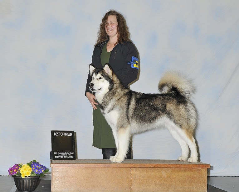 Renka, an Alaskan Malamute tested with EmbarkVet.com