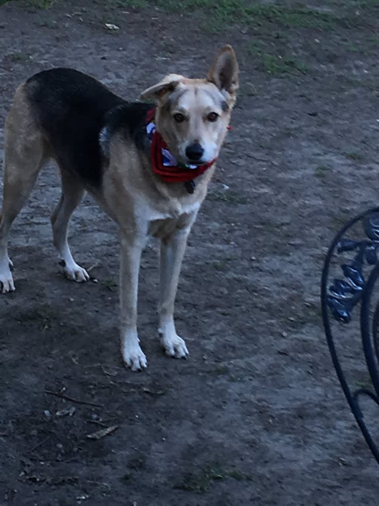 Indy, a German Shepherd Dog and Chow Chow mix tested with EmbarkVet.com