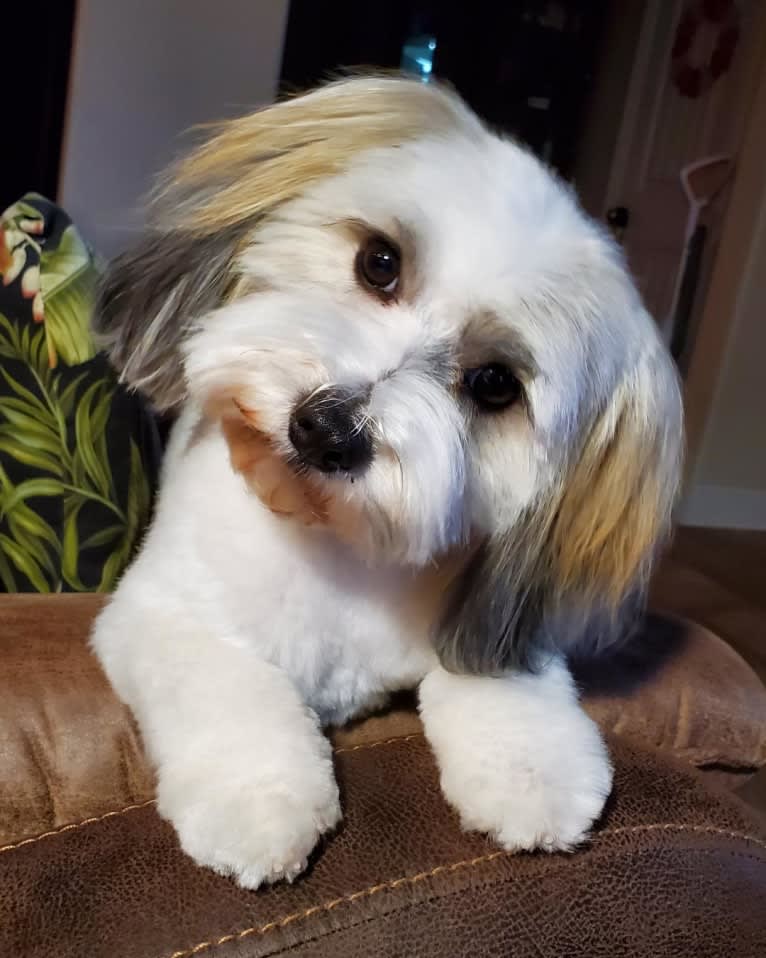 Liam, a Havanese tested with EmbarkVet.com