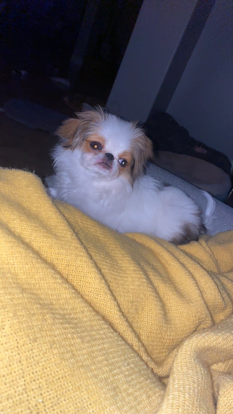 Lady, a Japanese Chin tested with EmbarkVet.com